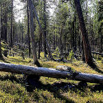 19 Tanja Kyykka Kessi forests.JPG